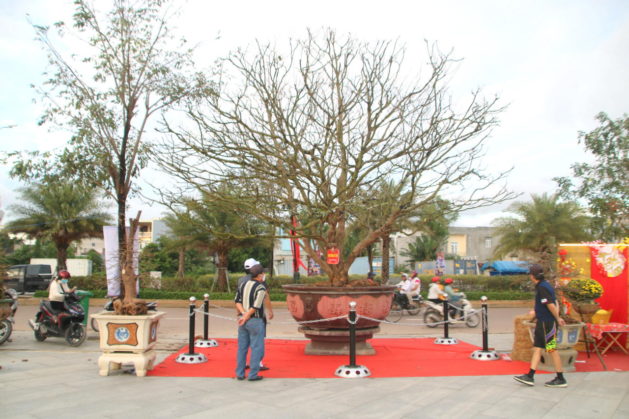 Ngắm loạt mai cảnh có dáng thế độc đáo ở Bình Định