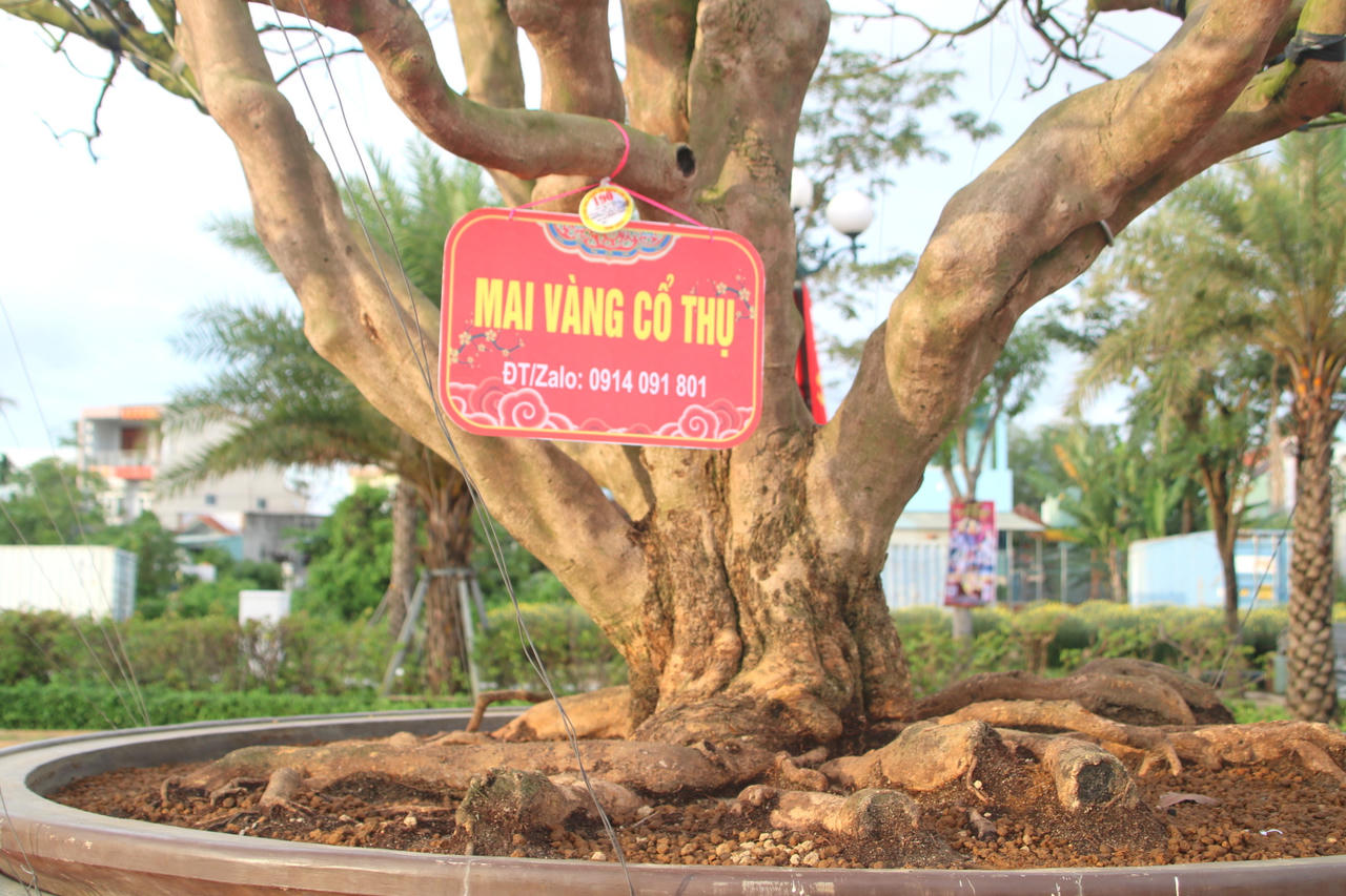 Ngắm loạt mai cảnh có dáng thế độc đáo ở Bình Định