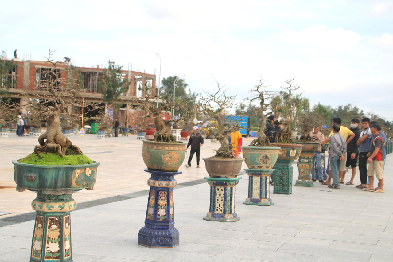 Ngắm loạt mai cảnh có dáng thế độc đáo ở Bình Định