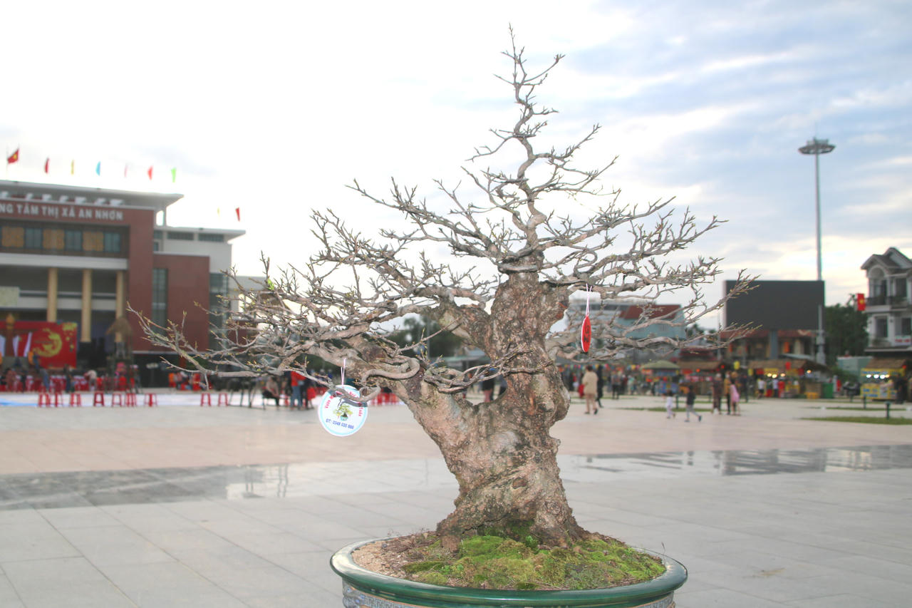 Ngắm loạt mai cảnh có dáng thế độc đáo ở Bình Định