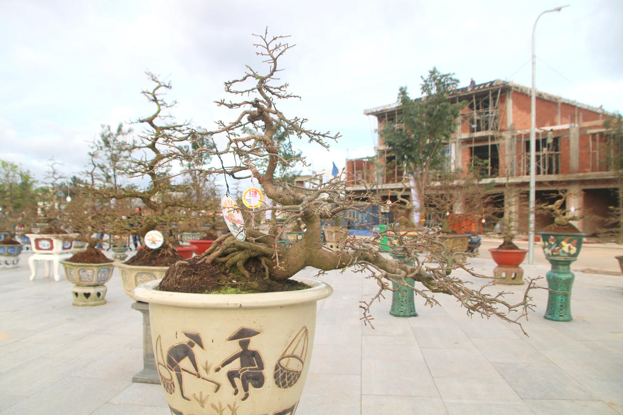 Ngắm loạt mai cảnh có dáng thế độc đáo ở Bình Định