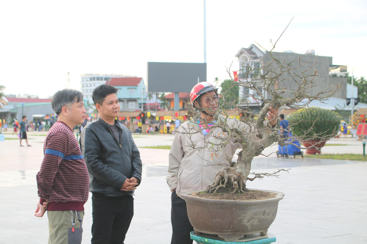 Ngắm loạt mai cảnh có dáng thế độc đáo ở Bình Định