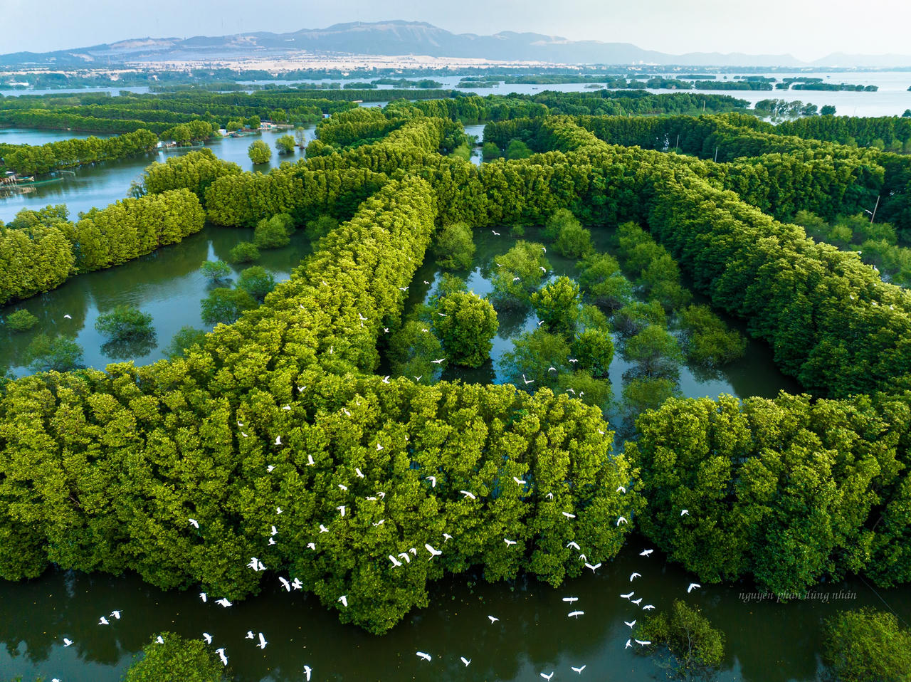 Khu sinh thái Cồn Chim - “ốc đảo xanh” tuyệt mỹ ở Bình Định