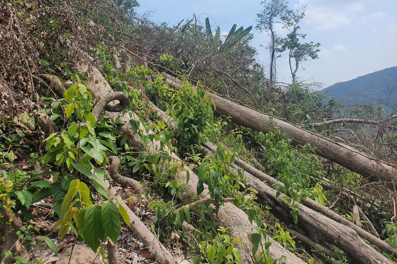 Phú Yên điều tra, xử lý 2 vụ phá rừng nghiêm trọng