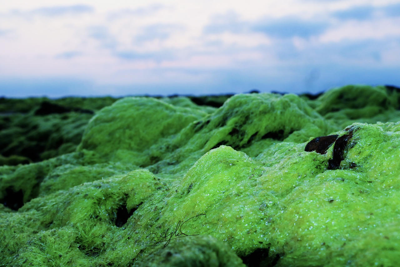 Ngỡ ngàng trước vẻ đẹp mùa rêu biển ở Bình Định