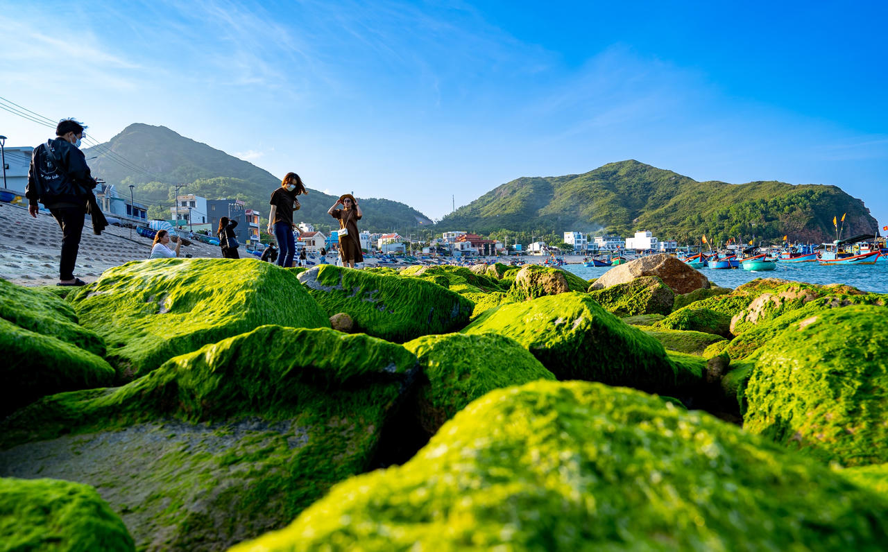 Ngỡ ngàng trước vẻ đẹp mùa rêu biển ở Bình Định