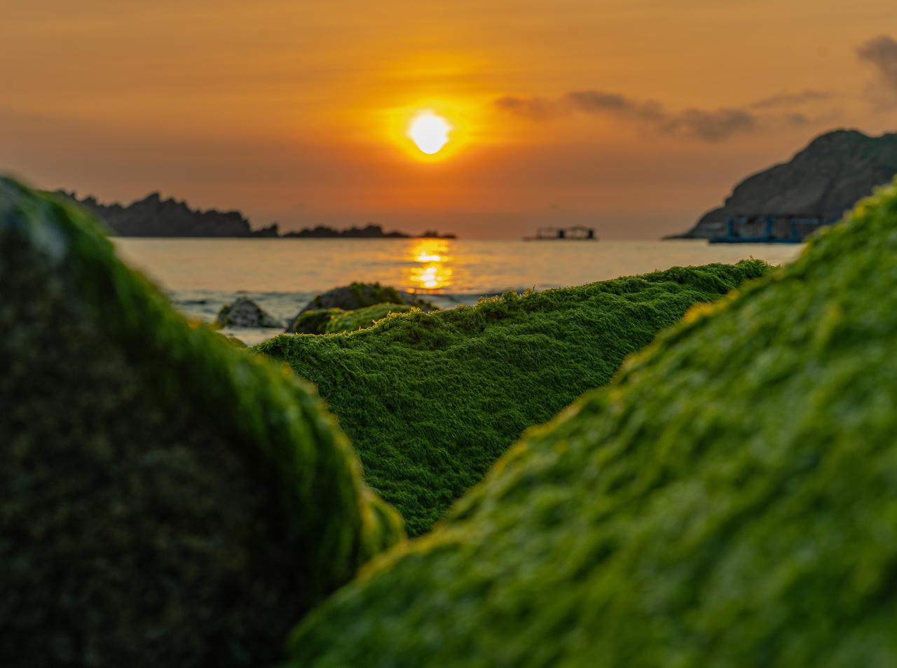 Ngỡ ngàng trước vẻ đẹp mùa rêu biển ở Bình Định