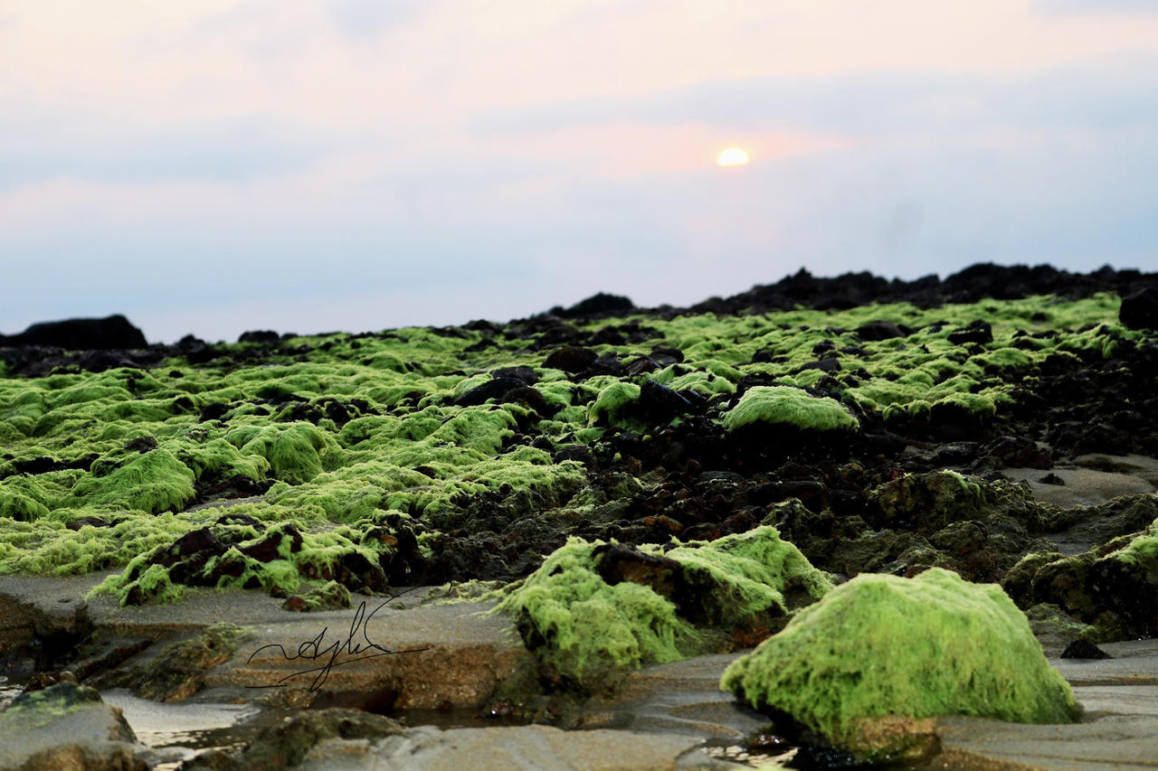 Ngỡ ngàng trước vẻ đẹp mùa rêu biển ở Bình Định