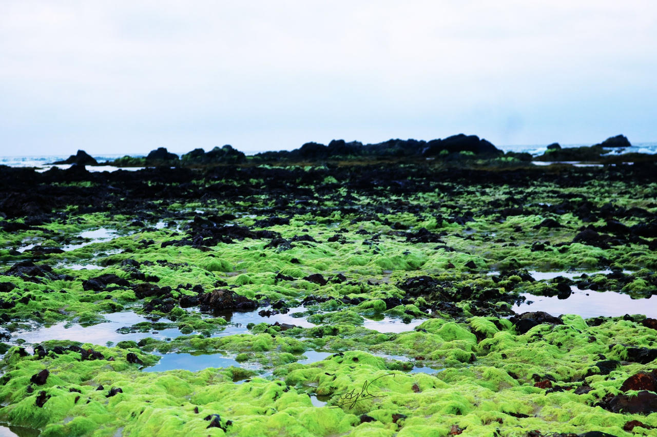 Ngỡ ngàng trước vẻ đẹp mùa rêu biển ở Bình Định