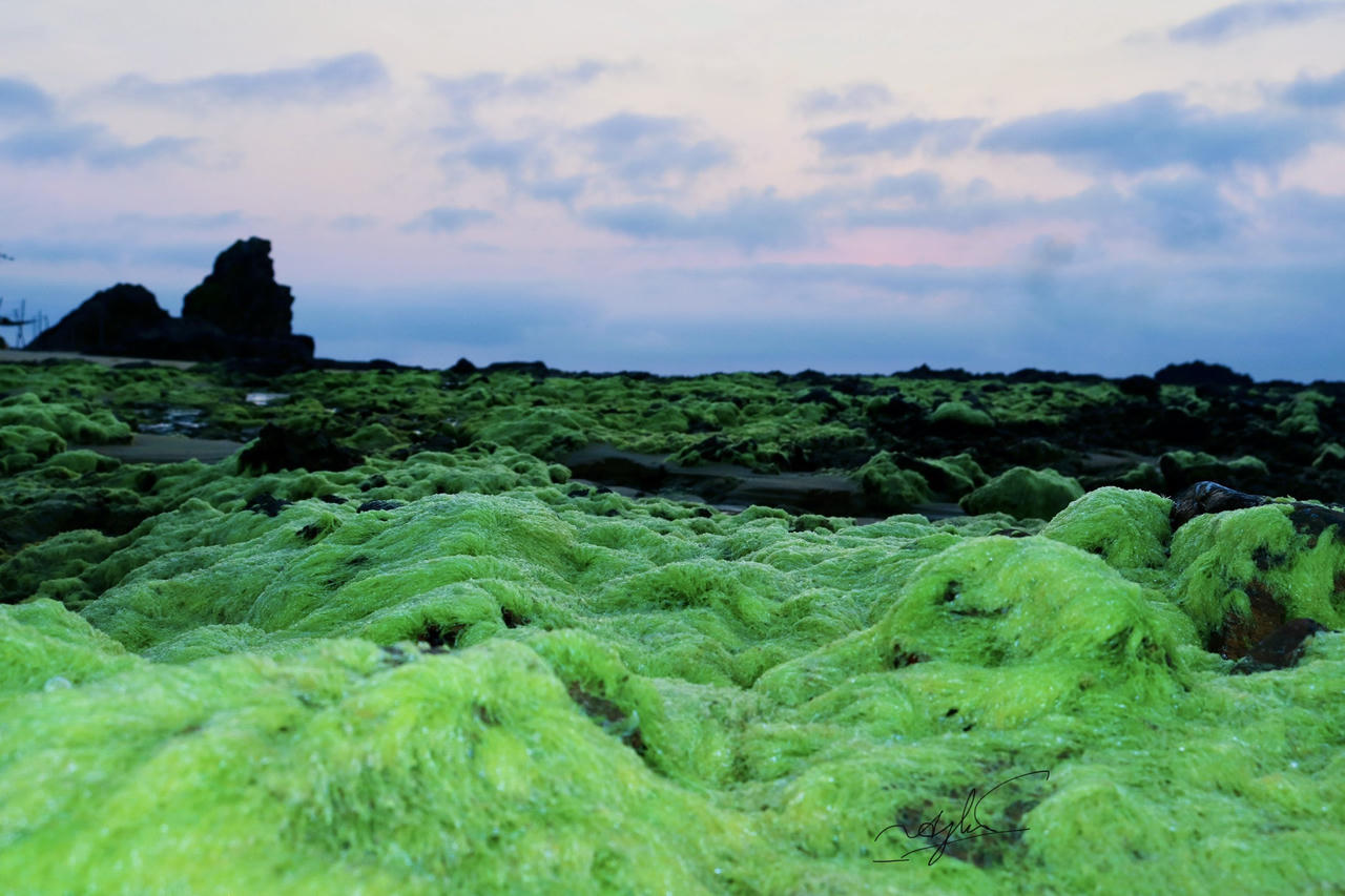 Ngỡ ngàng trước vẻ đẹp mùa rêu biển ở Bình Định