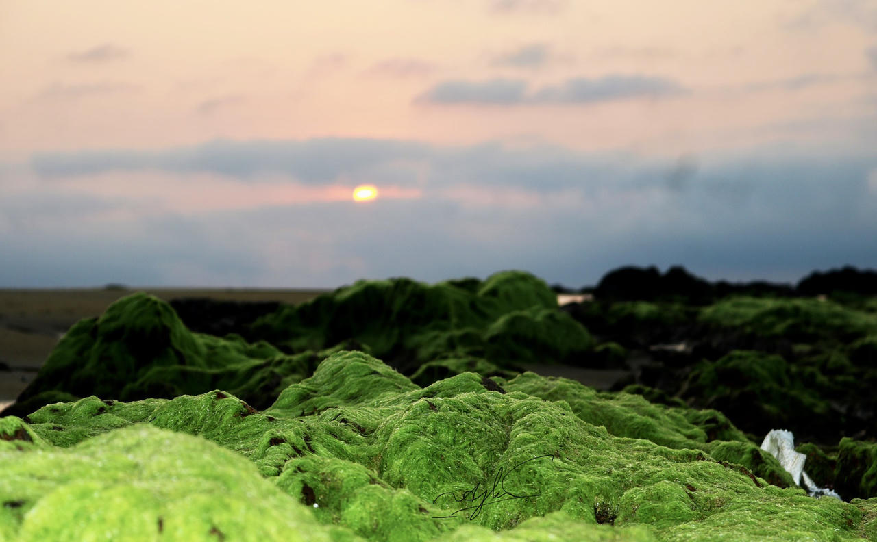 Ngỡ ngàng trước vẻ đẹp mùa rêu biển ở Bình Định