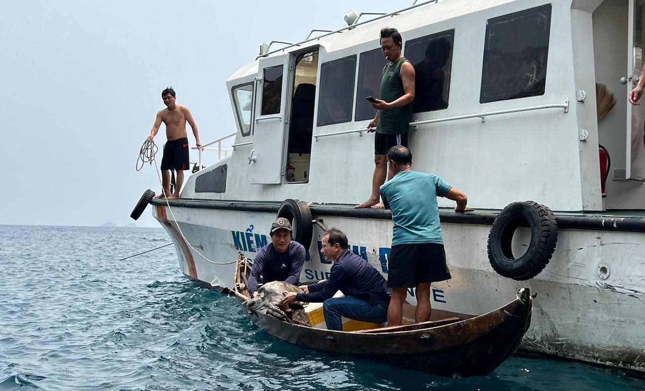 Bình Định thả cá thể đồi mồi dứa quý hiếm về biển