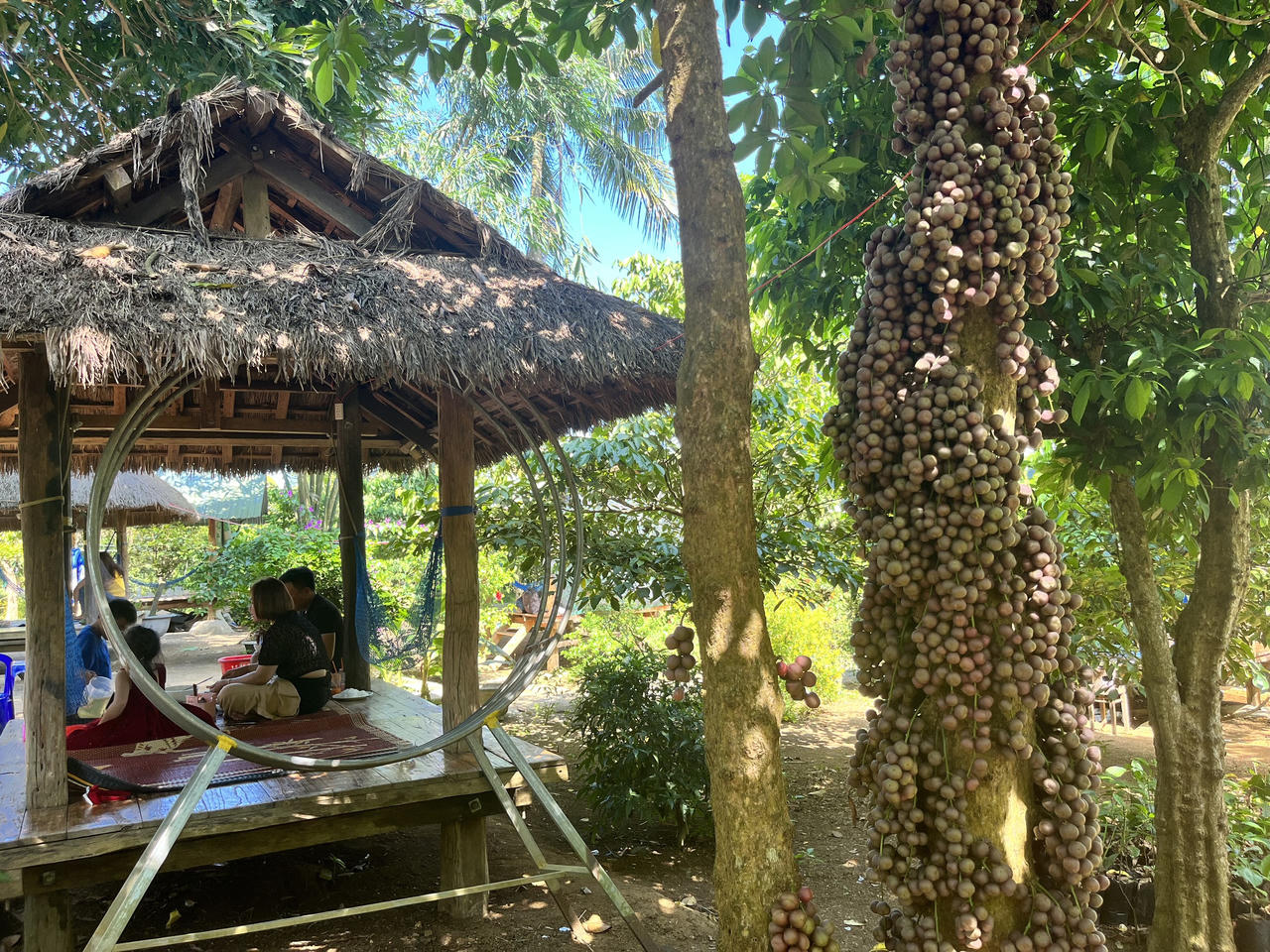 Du khách “đắm say” check-in vườn đỏ ở vùng cao Phú Yên