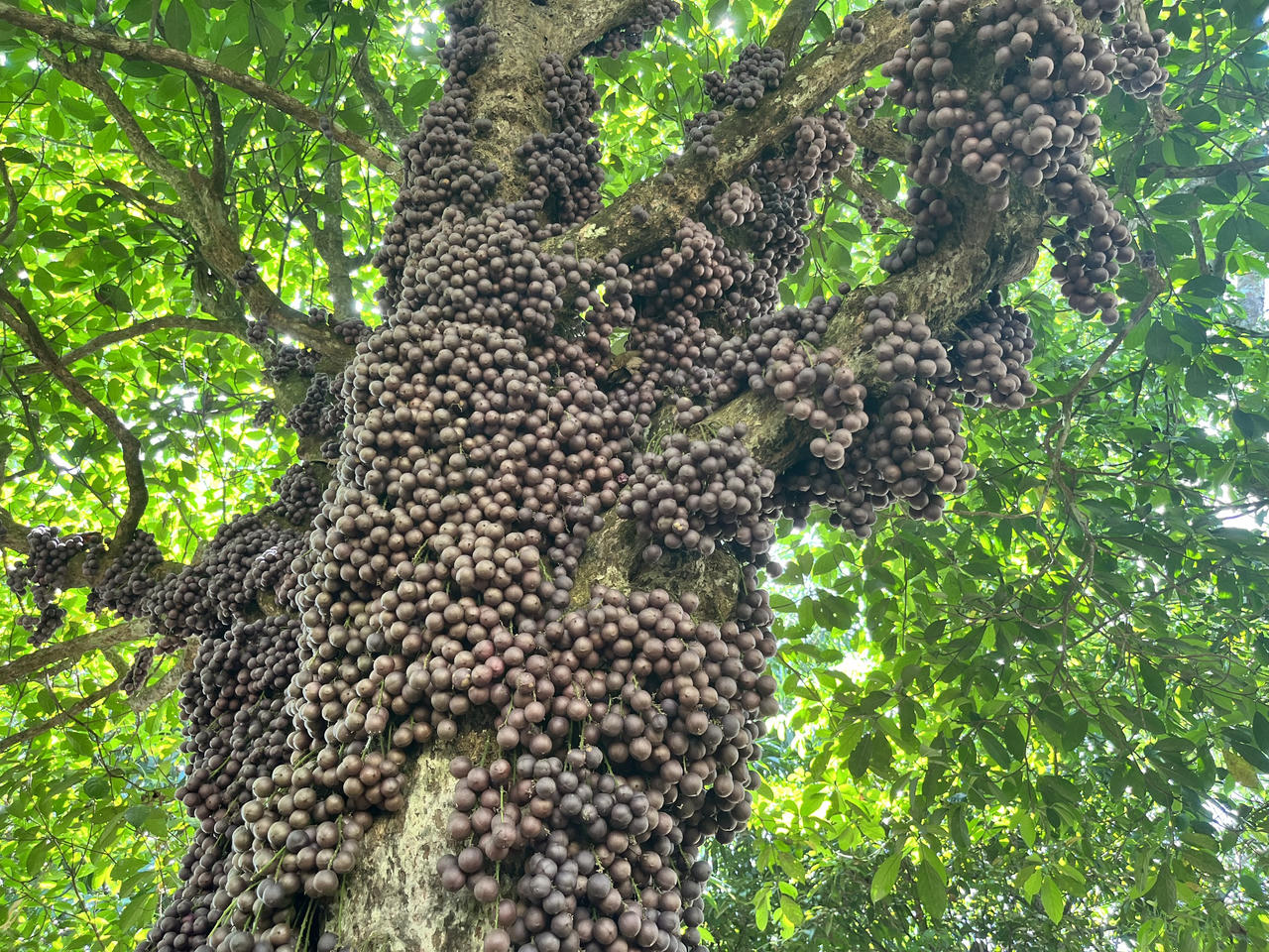 Du khách “đắm say” check-in vườn đỏ ở vùng cao Phú Yên
