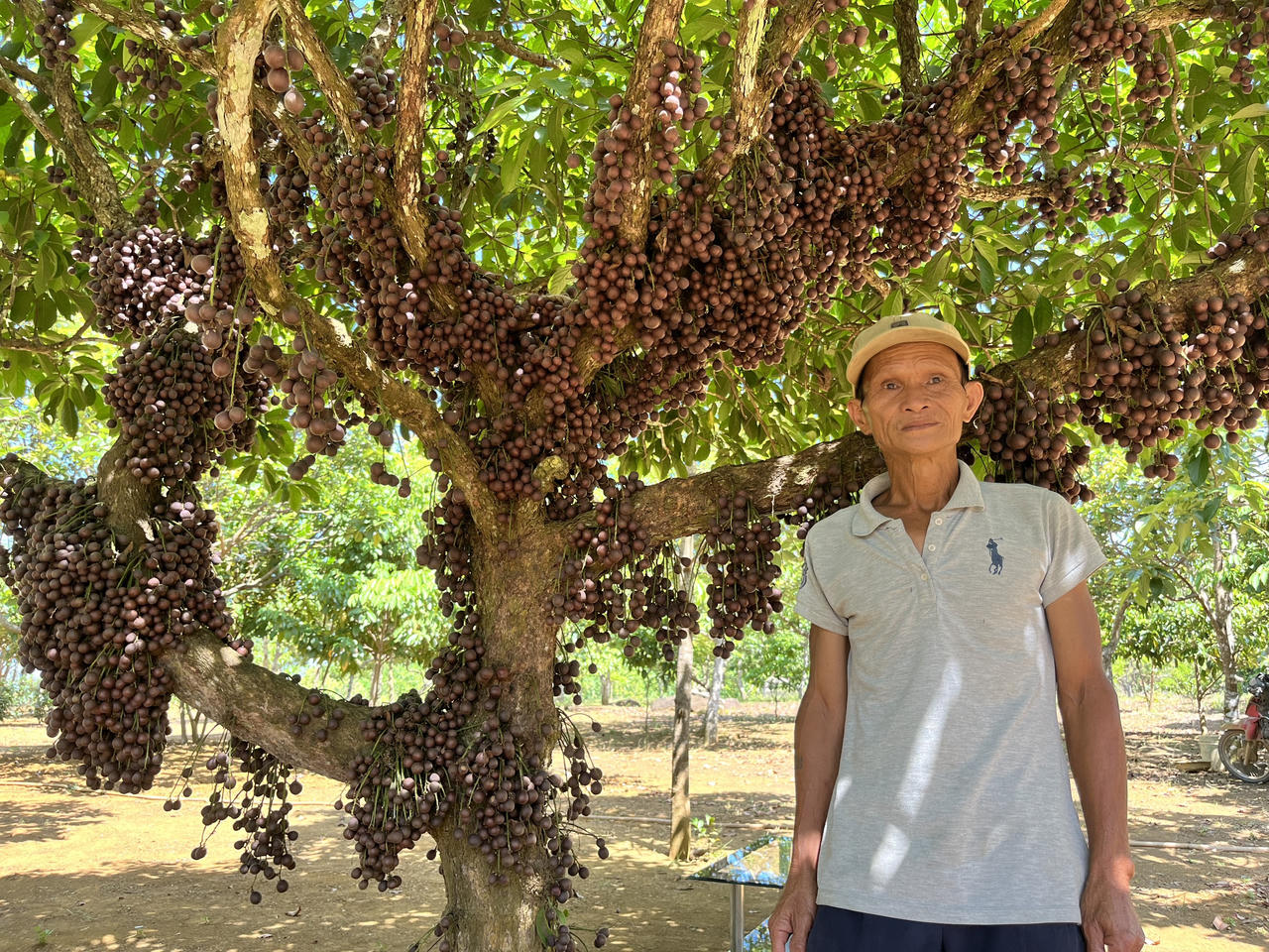 Du khách “đắm say” check-in vườn đỏ ở vùng cao Phú Yên
