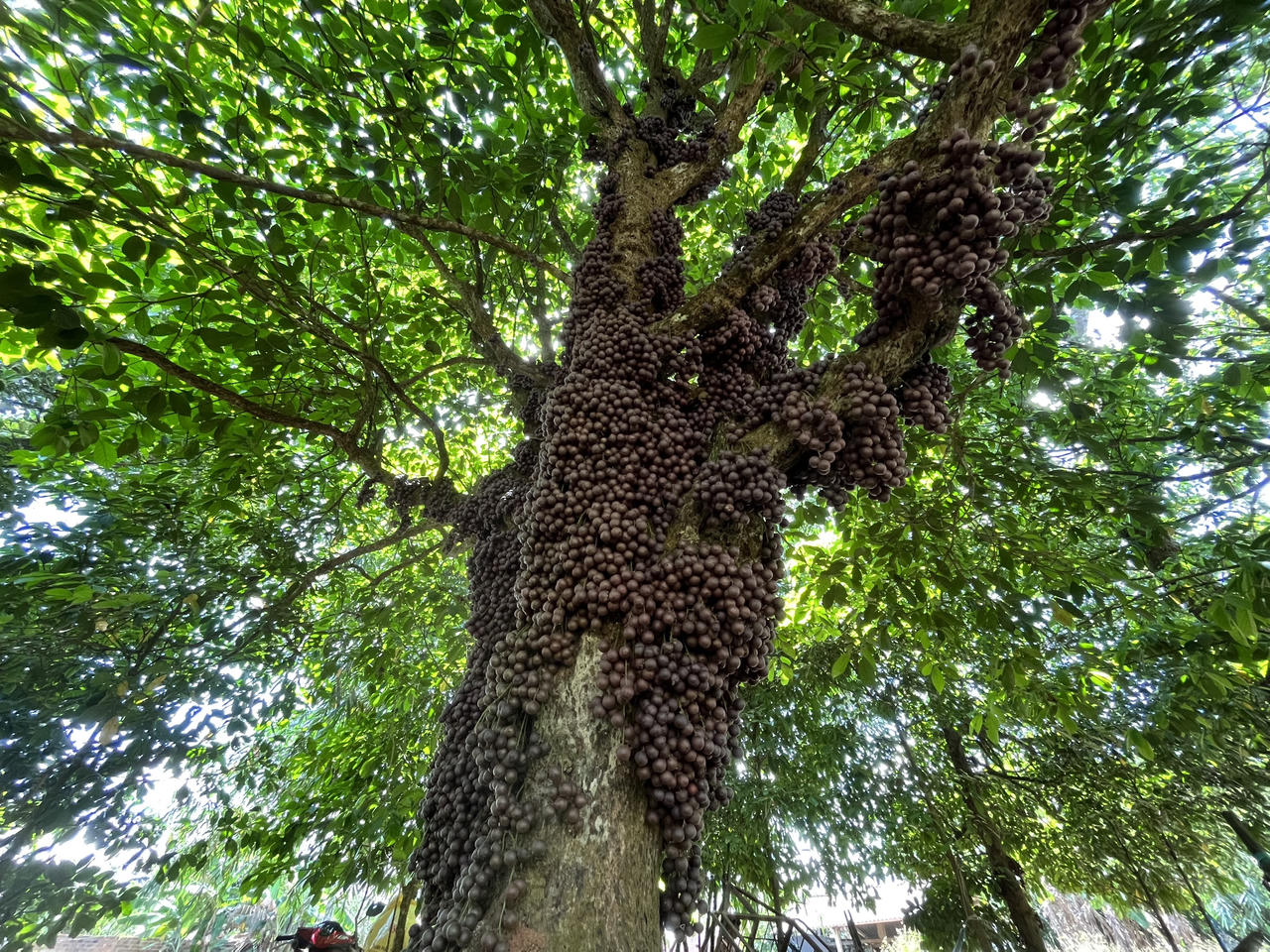 Du khách “đắm say” check-in vườn đỏ ở vùng cao Phú Yên
