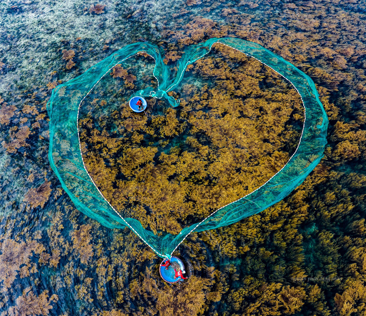 Mùa rong biển tuyệt mỹ ở Nhơn Hải