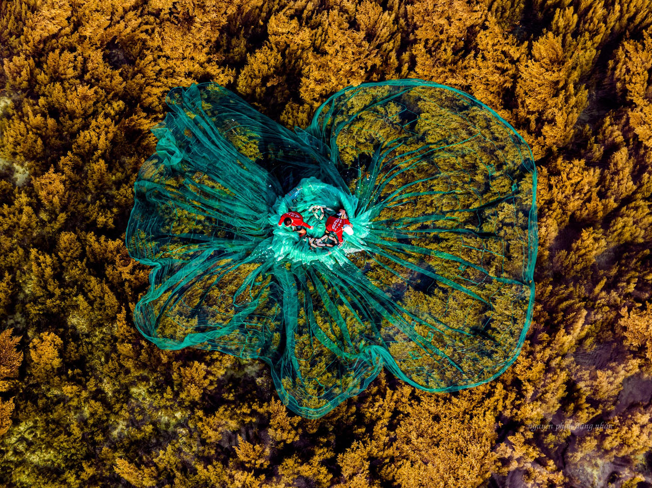 Mùa rong biển tuyệt mỹ ở Nhơn Hải