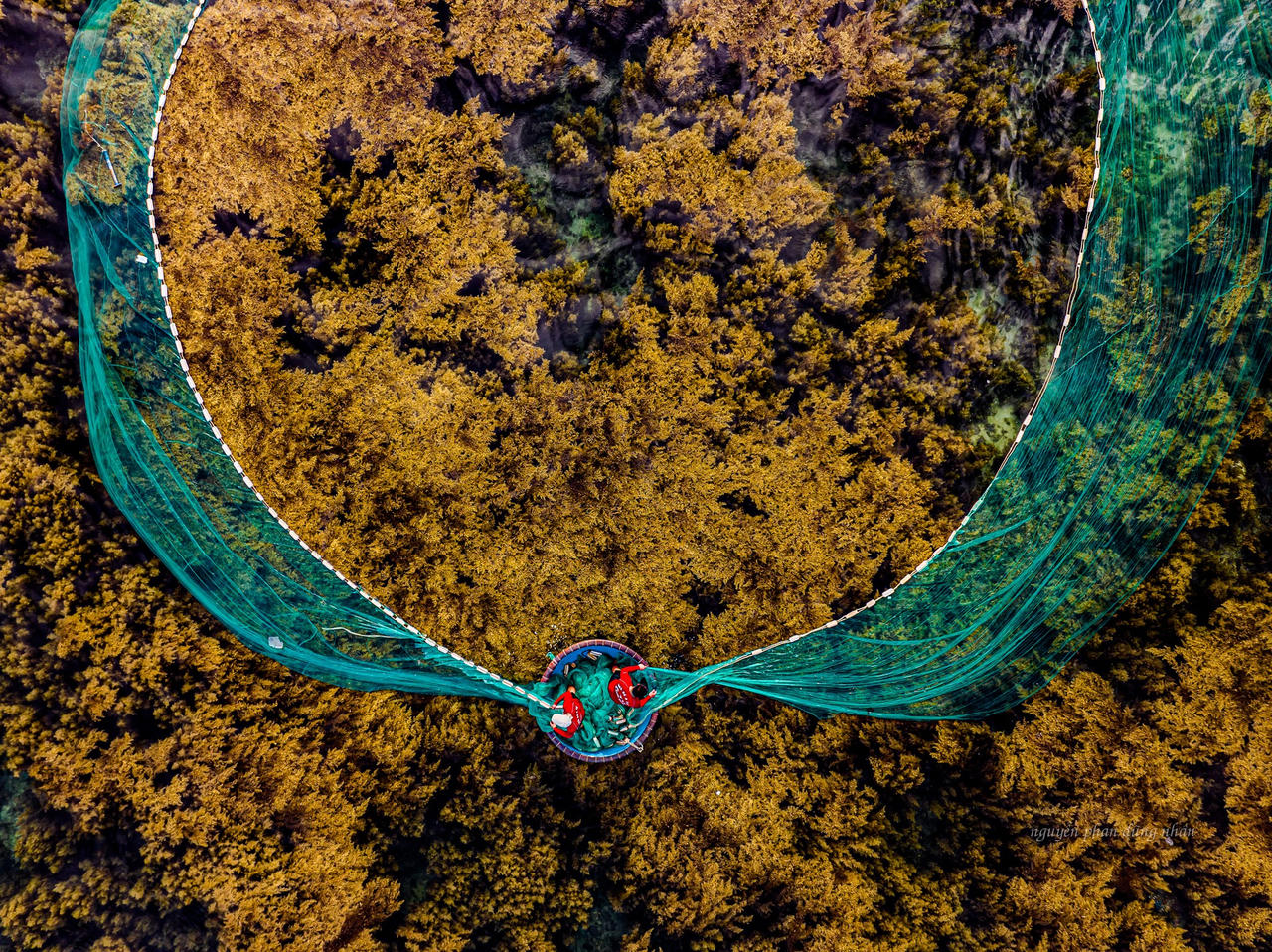 Mùa rong biển tuyệt mỹ ở Nhơn Hải