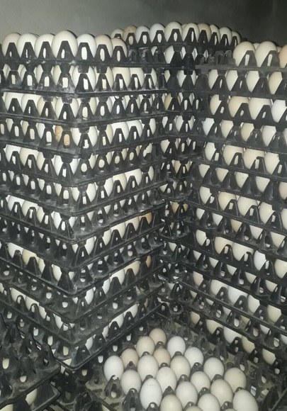 Người chăn nuôi Sơn Lôi "đứng ngồi không yên" vì dịch Covid-19