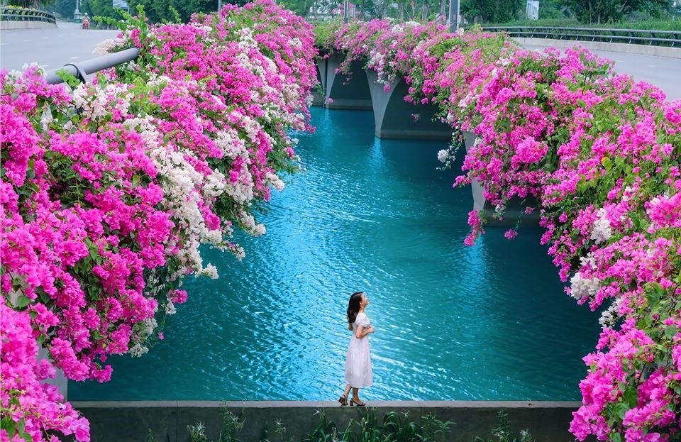 Hơn Một Triệu Bông Hồng Nở Hoa Rực Rỡ Khắp Ecopark