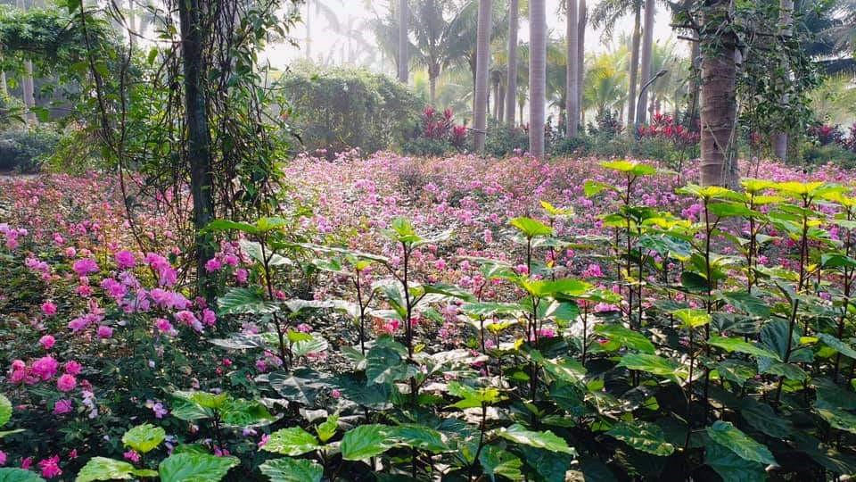 Hơn Một Triệu Bông Hồng Nở Hoa Rực Rỡ Khắp Ecopark