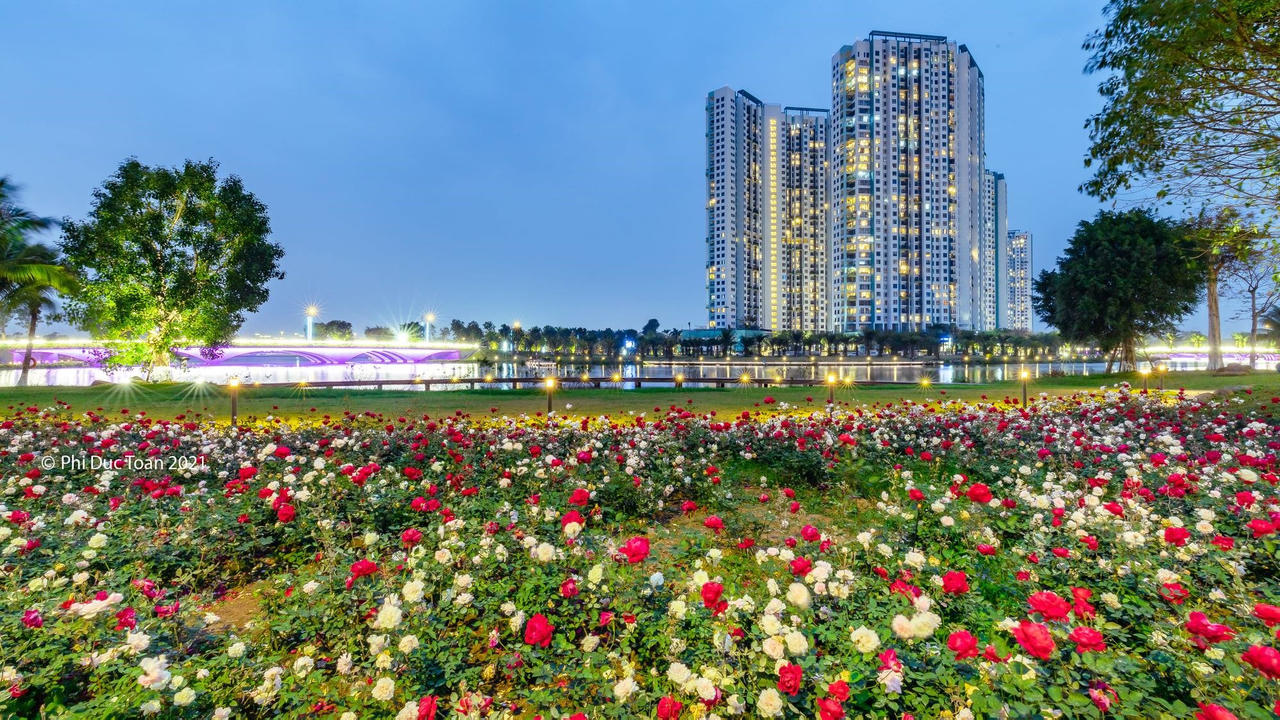 Hơn Một Triệu Bông Hồng Nở Hoa Rực Rỡ Khắp Ecopark