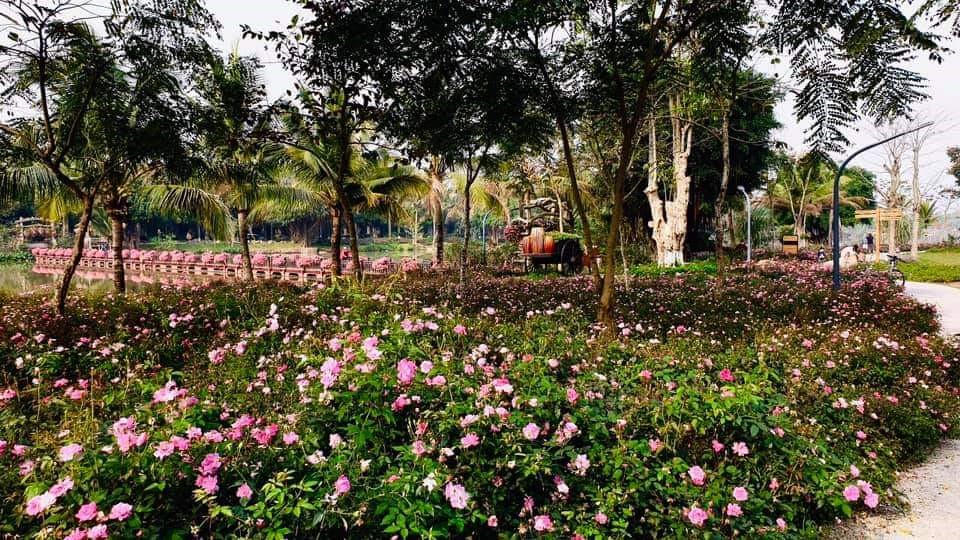 Hơn Một Triệu Bông Hồng Nở Hoa Rực Rỡ Khắp Ecopark