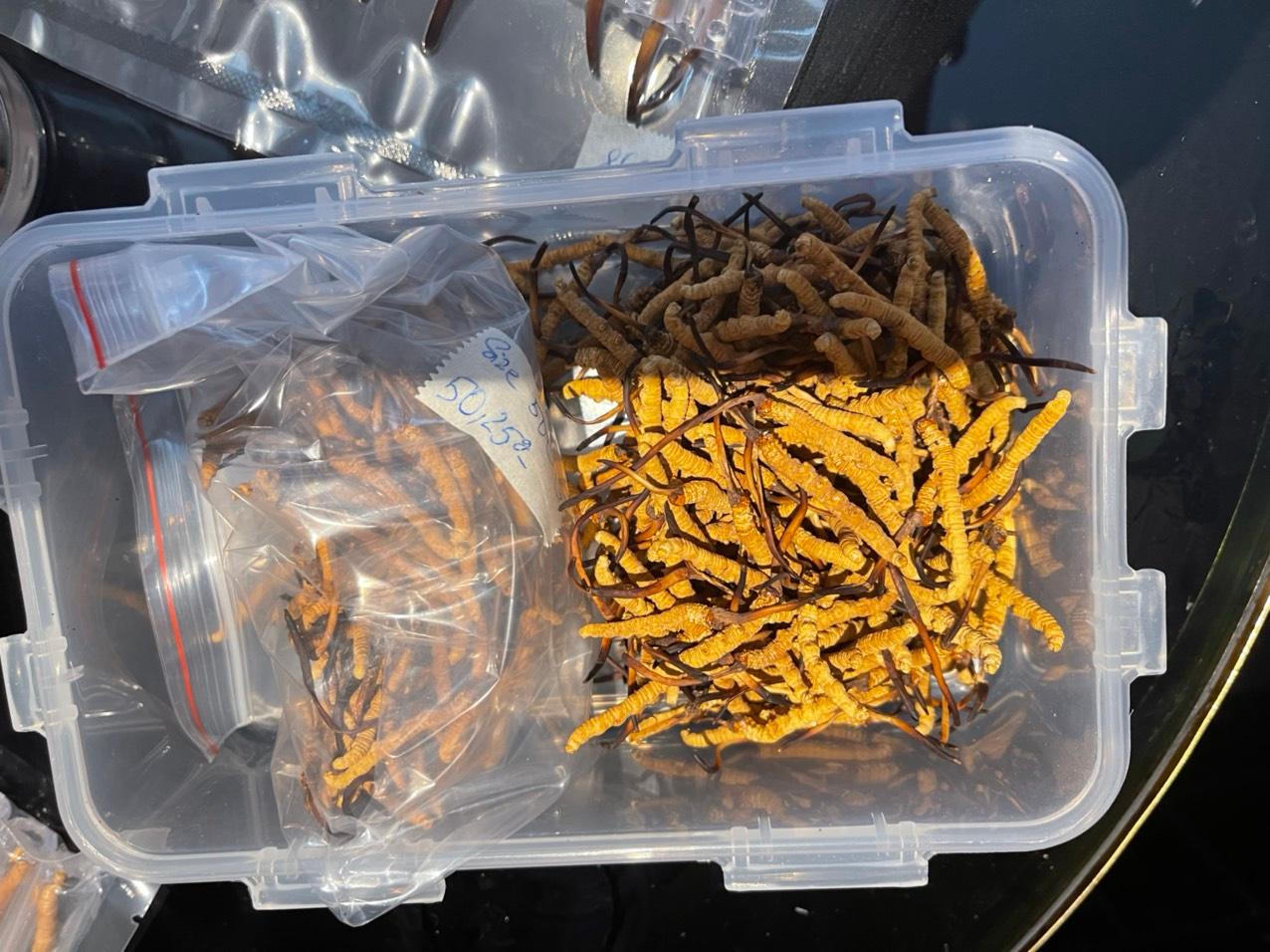 Bắt giữ lô đông trùng hạ thảo Tây Tạng hàng trăm con không rõ nguồn gốc