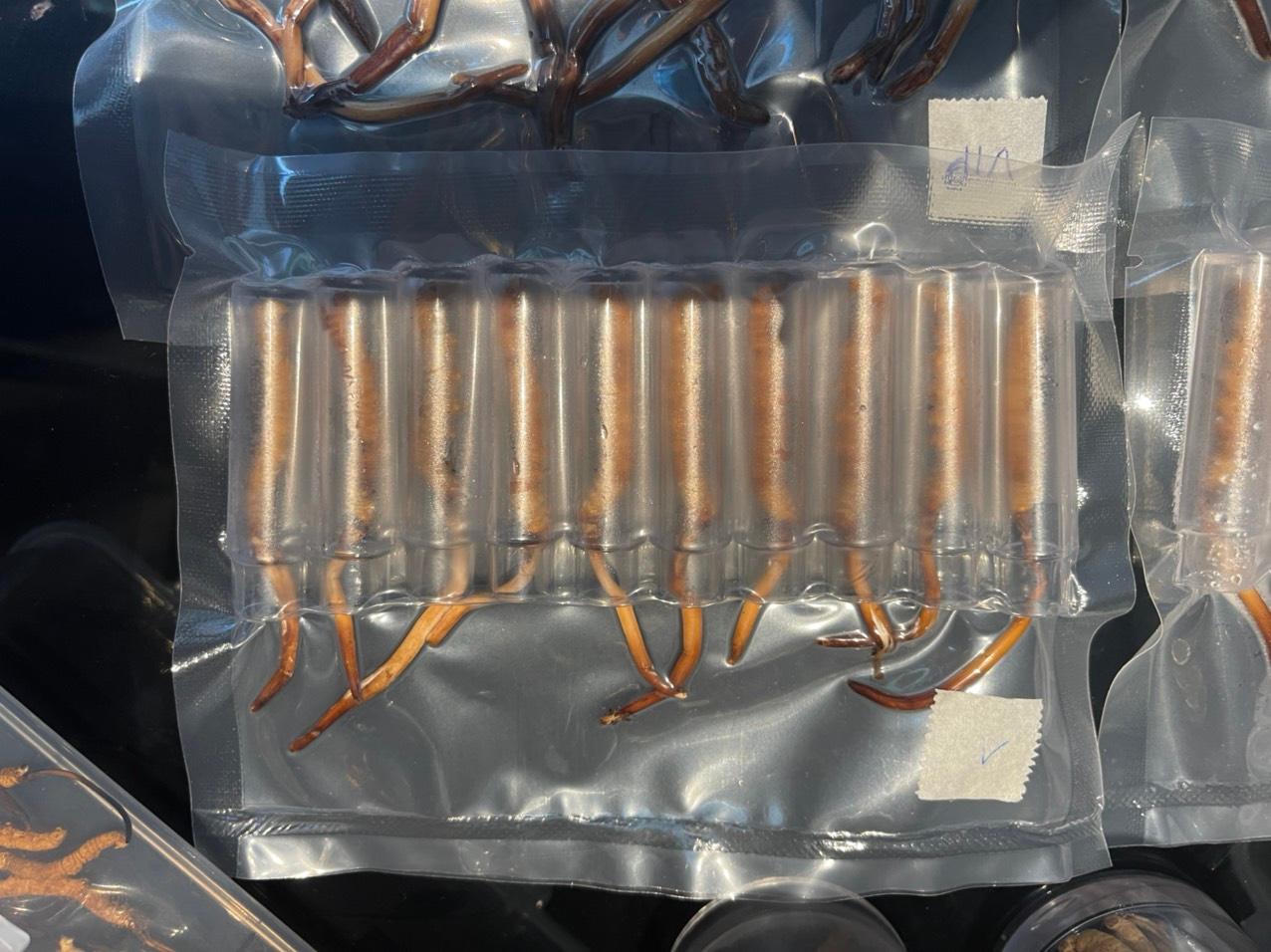 Bắt giữ lô đông trùng hạ thảo Tây Tạng hàng trăm con không rõ nguồn gốc