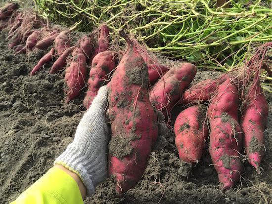 27.000 tấn khoai lang tím Vĩnh Long ứ đọng, cần hỗ trợ tiêu thụ