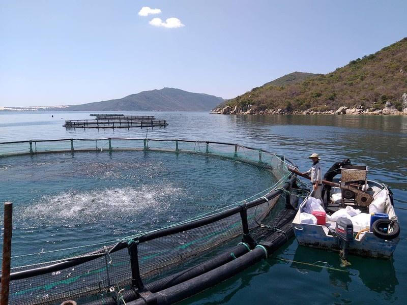 Phát triển nuôi biển xa bờ trở thành ngành sản xuất hàng hóa quy mô lớn