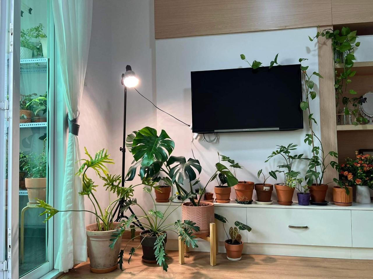 Cách đưa “vườn xanh” vào trong nhà mà không cần nắng