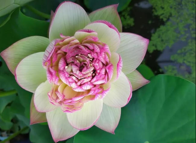 Vườn sen của mẹ Việt trên đất Bỉ: Chủ nhân đầu tư 2 nhà kính, hệ thống sưởi ấm nước