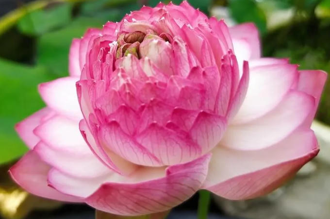 Vườn sen của mẹ Việt trên đất Bỉ: Chủ nhân đầu tư 2 nhà kính, hệ thống sưởi ấm nước