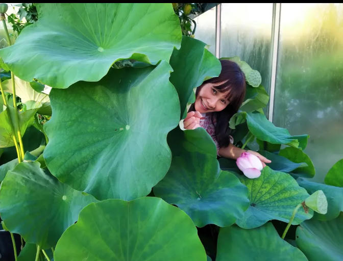 Vườn sen của mẹ Việt trên đất Bỉ: Chủ nhân đầu tư 2 nhà kính, hệ thống sưởi ấm nước