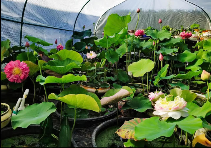 Vườn sen của mẹ Việt trên đất Bỉ: Chủ nhân đầu tư 2 nhà kính, hệ thống sưởi ấm nước