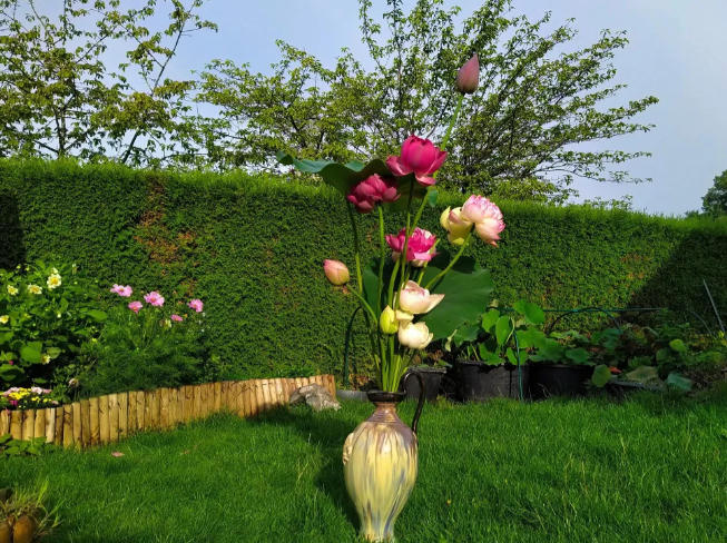 Vườn sen của mẹ Việt trên đất Bỉ: Chủ nhân đầu tư 2 nhà kính, hệ thống sưởi ấm nước