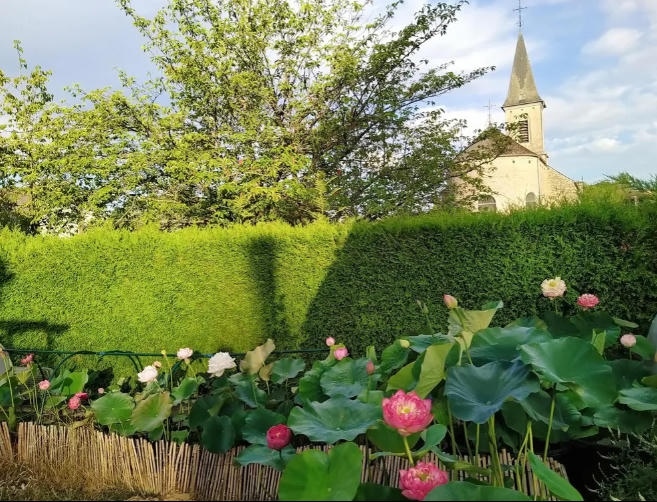 Vườn sen của mẹ Việt trên đất Bỉ: Chủ nhân đầu tư 2 nhà kính, hệ thống sưởi ấm nước