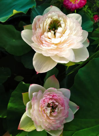 Vườn sen của mẹ Việt trên đất Bỉ: Chủ nhân đầu tư 2 nhà kính, hệ thống sưởi ấm nước