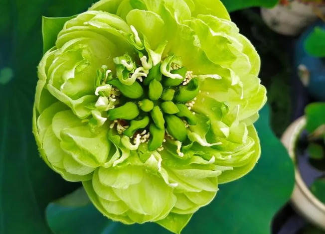 Vườn sen của mẹ Việt trên đất Bỉ: Chủ nhân đầu tư 2 nhà kính, hệ thống sưởi ấm nước