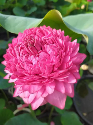 Vườn sen của mẹ Việt trên đất Bỉ: Chủ nhân đầu tư 2 nhà kính, hệ thống sưởi ấm nước