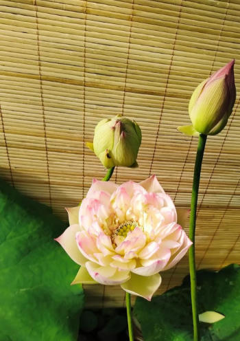 Vườn sen của mẹ Việt trên đất Bỉ: Chủ nhân đầu tư 2 nhà kính, hệ thống sưởi ấm nước