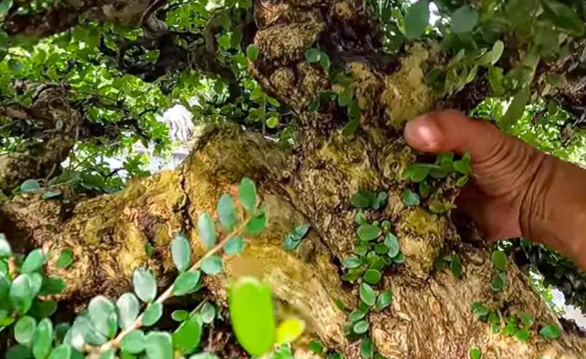 Choáng ngợp với khu đất đắc địa rộng hàng nghìn m2 của cựu Bí thư Tỉnh ủy Đồng Nai