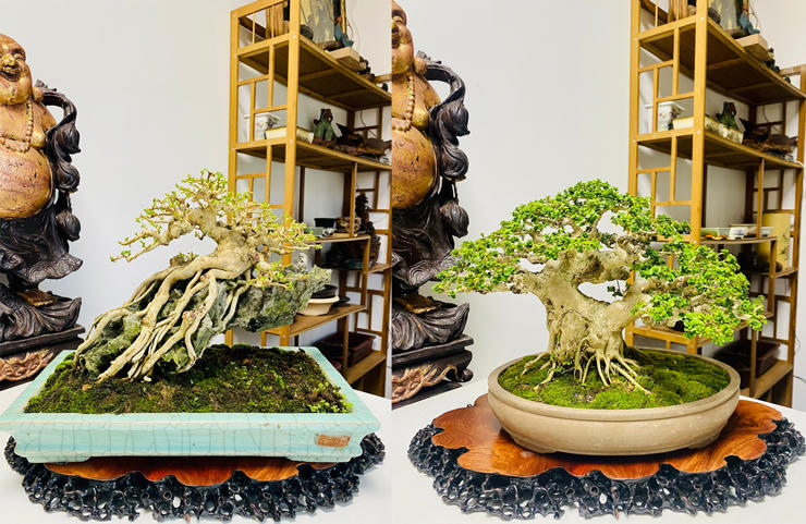 “Choáng” với vườn cây tiền tỷ trên sân thượng của chàng trai Hà Nội