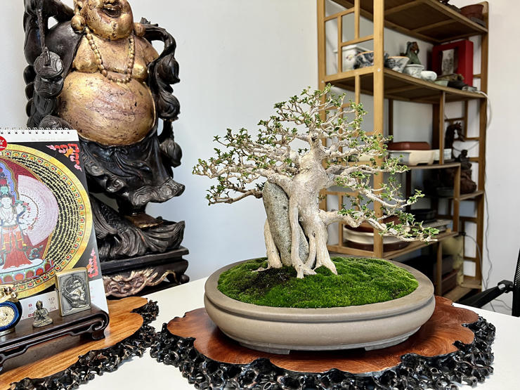 “Choáng” với vườn cây tiền tỷ trên sân thượng của chàng trai Hà Nội