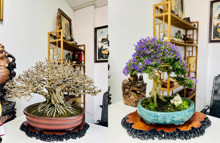 “Choáng” với vườn cây tiền tỷ trên sân thượng của chàng trai Hà Nội