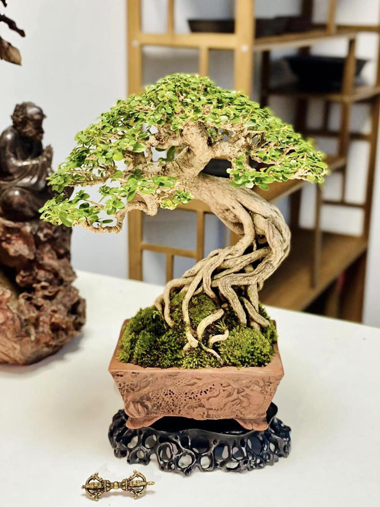 “Choáng” với vườn cây tiền tỷ trên sân thượng của chàng trai Hà Nội