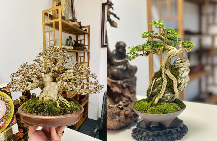 “Choáng” với vườn cây tiền tỷ trên sân thượng của chàng trai Hà Nội