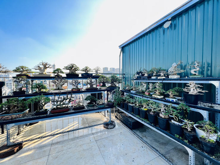 “Choáng” với vườn cây tiền tỷ trên sân thượng của chàng trai Hà Nội